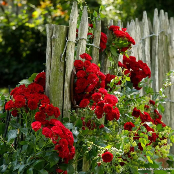 CRIMSON SILHOUETTE®